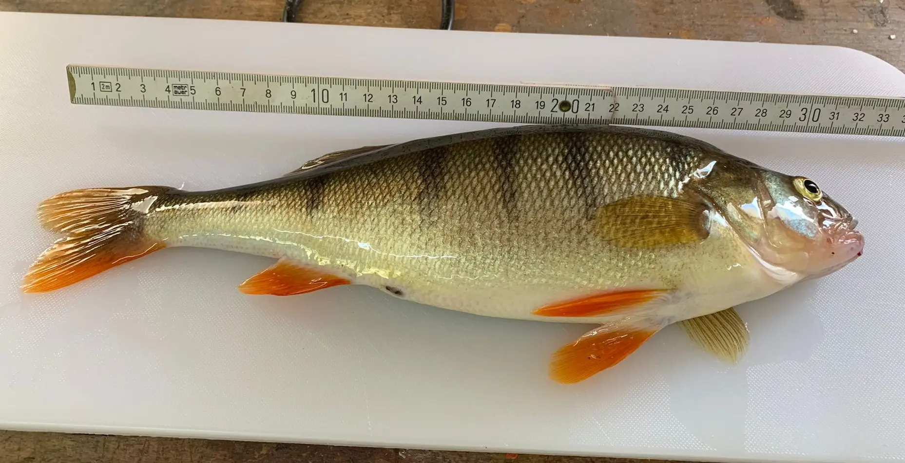 Perche - poisson existant dans le lac de Champex