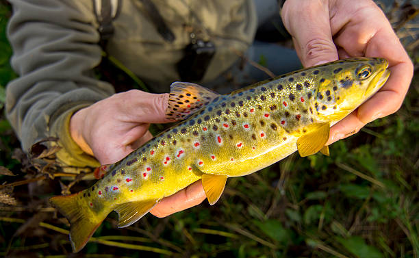 Truite fario – poisson disponible à Champex-Lac
